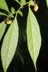 Capsicum geminifolium