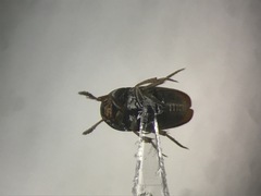 Ptomaphagus