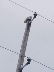 Bubo scandiacus