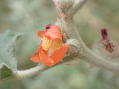 Sphaeralcea emoryi