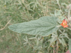 Sphaeralcea emoryi
