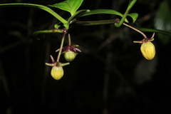 Capsicum geminifolium