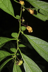 Capsicum geminifolium