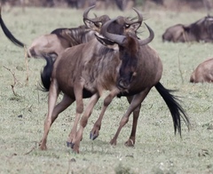 Connochaetes taurinus mearnsi