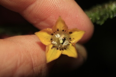 Capsicum geminifolium
