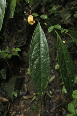 Capsicum geminifolium