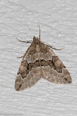 Thera juniperata