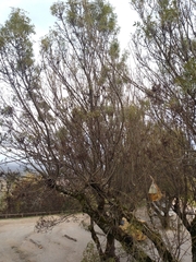 Fraxinus angustifolia