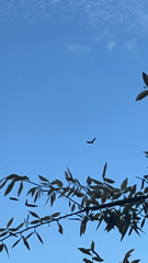 Cathartes aura