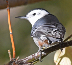 Sitta carolinensis nelsoni