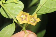 Capsicum lycianthoides