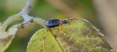 Lebia