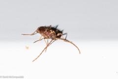 Ptinus