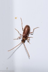 Ptinus
