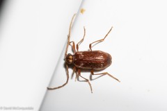 Ptinus