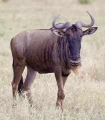 Connochaetes taurinus mearnsi