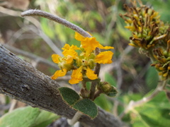Gaudichaudia cynanchoides
