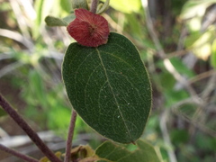 Gaudichaudia cynanchoides