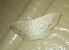 Scopula umbilicata