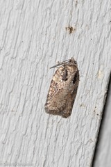 Acleris chalybeana