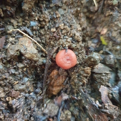 Lactarius eucalypti