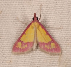 Choristostigma roseopennalis