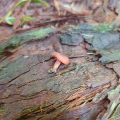 Lactarius eucalypti