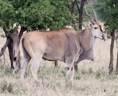 Tragelaphus oryx pattersonianus