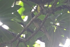 Bolemoreus frenatus