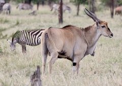 Tragelaphus oryx pattersonianus