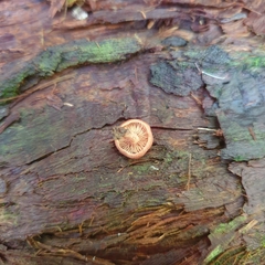 Lactarius eucalypti