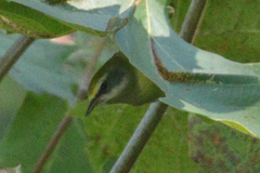 Vermivora chrysoptera