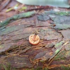 Lactarius eucalypti