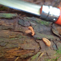 Lactarius eucalypti