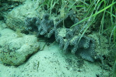 Botrylloides leachii