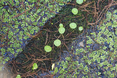 Hydrocotyle
