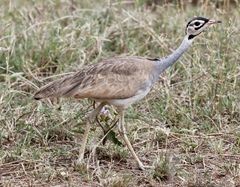 Eupodotis senegalensis