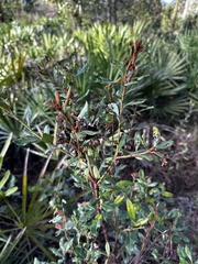 Lyonia