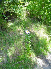 Senecio glastifolius