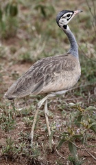 Eupodotis senegalensis