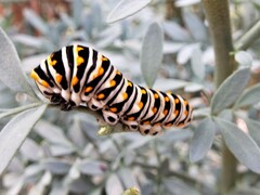Papilio polyxenes asterius