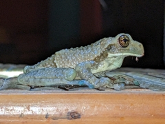 Trachycephalus vermiculatus