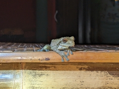 Trachycephalus vermiculatus