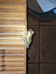 Trachycephalus vermiculatus