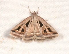 Callistege diagonalis
