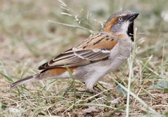 Passer rufocinctus