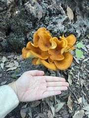 Omphalotus olearius