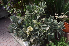 Kalanchoe robusta