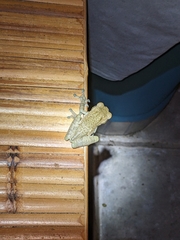 Trachycephalus vermiculatus