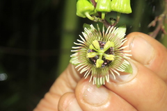Passiflora coriacea